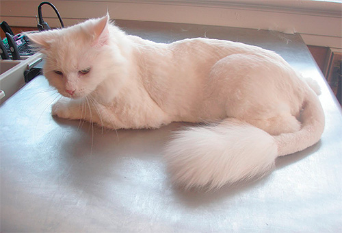 Si le chat était vaincu par les puces