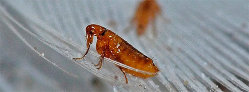 Le contrôle mécanique des puces prend du temps et est souvent inefficace.