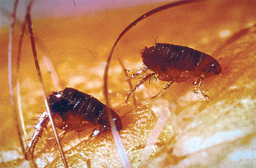 Les puces boivent du sang