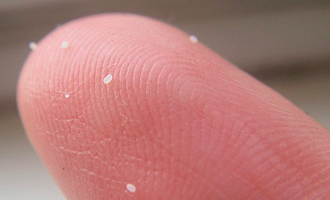 Oeufs de puces : grandeur nature