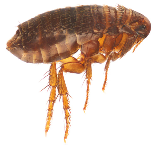 puce de chat gros plan