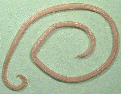 Les puces sont porteuses d'helminthes et d'infections dangereuses