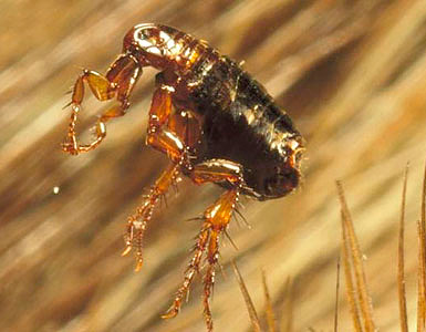 Photographie d'une puce de chien