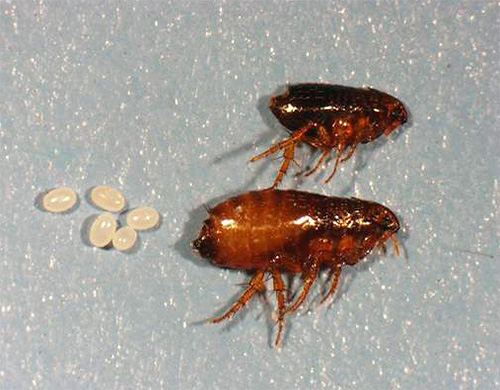 Les puces et leurs oeufs