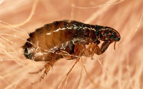 Les puces sur les chiens ne vivent pas longtemps et sautent d'eux après s'être nourries