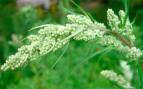 L'odeur de l'absinthe repousse efficacement les punaises de lit