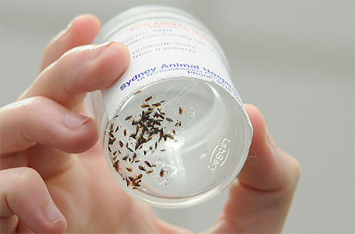 Une personne peut être piquée par différents types de puces : chien, chat, lapin, etc.