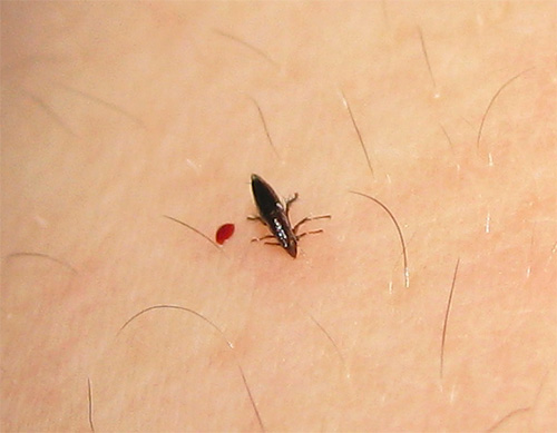 Le corps de la puce est aplati latéralement