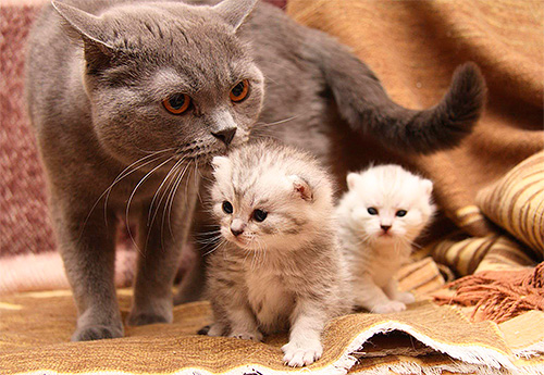 Il faut garder à l'esprit que le chat lèche les chatons et peut lécher les insecticides des puces