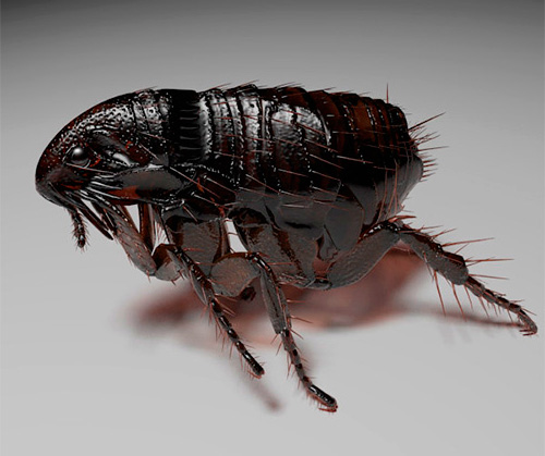 Les puces ont une forte carapace chitineuse, elles sont difficiles à écraser