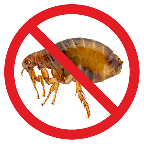 Gouttes anti-puces pour chiens et chiots : un aperçu des remèdes les plus efficaces et les plus populaires