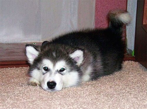 Les gouttes aux puces doivent être utilisées en stricte conformité avec les instructions d'utilisation.