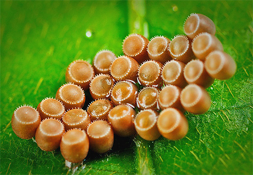 La maçonnerie de toutes les punaises est très soignée