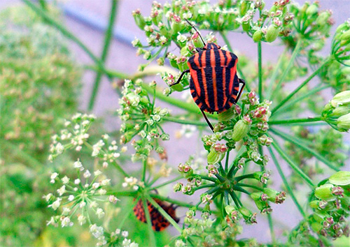 La punaise rayée aime courir autour de l'aneth et des carottes