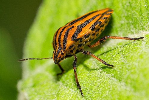 Bouclier ligné, ou Graphosoma lineatum lineatum