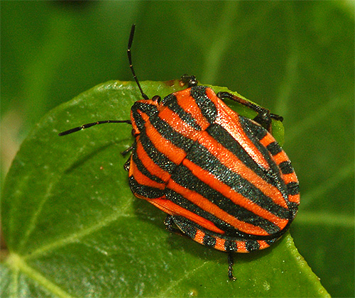 Bouclier italien bug, ou Graphosoma lineatum italicum