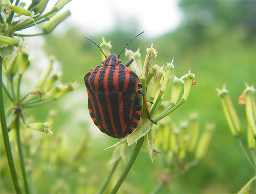 Le bouclier graphosome se trouve avec une large base vers l'avant et légèrement rétréci derrière
