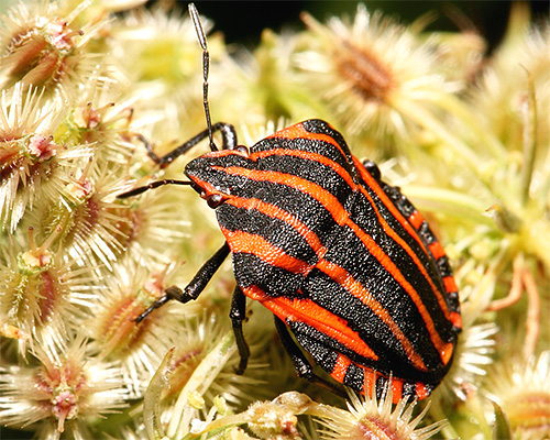 Graphosoma lineatum italicum dans un objectif macro