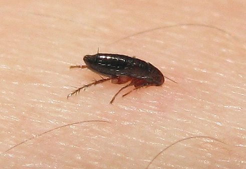 Au moment de la piqûre, la puce du rat est capable de transmettre à une personne un bouquet d'agents biologiques étrangers à l'organisme.