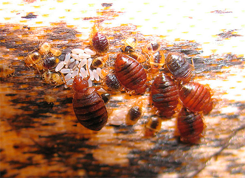 Punaises de lit sous le tapis du canapé