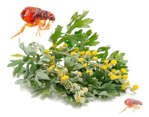 Nous nous familiarisons avec les remèdes populaires contre les puces chez les animaux de compagnie