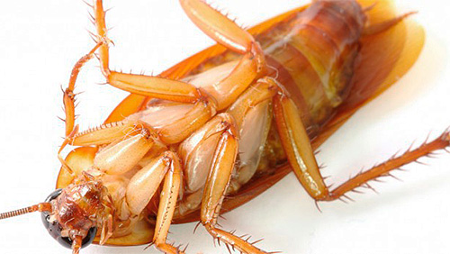 Gel Raptor de cafards est très efficace