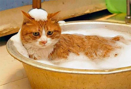 Choisir un shampoing anti-puces pour un chat et un chaton