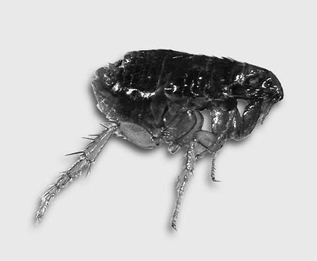 Photo d'une puce de chat