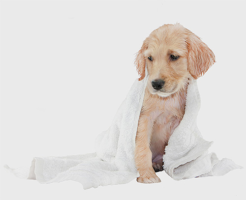 Tout shampooing contre les puces chez les chiens a ses avantages et ses inconvénients.