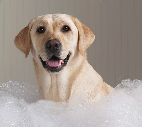 Si le chien a besoin d'être baigné rapidement, il est préférable de préparer un bain avec de la mousse de shampoing.