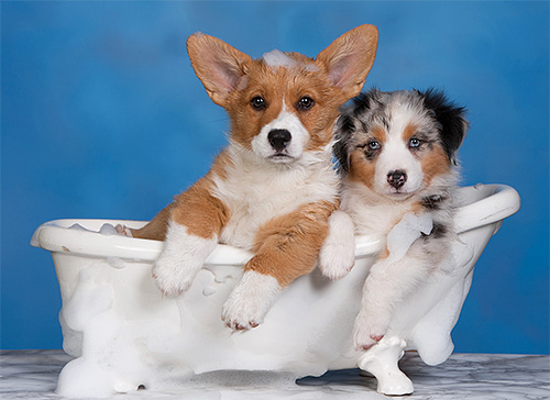 Pour les chiots, vous devez choisir le shampooing le plus doux.