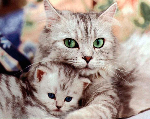 Choisir le remède contre les puces le plus efficace pour les chats et les chatons