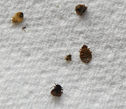 Les insecticides inclus dans le Kombat Superspray provoquent la paralysie et la mort des punaises de lit