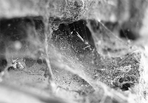 L'aérosol Kombat Superspray peut également avoir un effet antifongique.