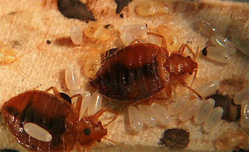 Grâce au métaphos, Tetrix détruit bien les insectes suceurs de sang et leurs larves.