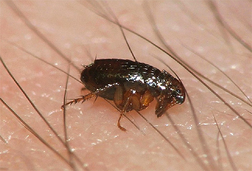 Que faire si un enfant est piqué par des puces