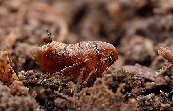 Parlons des moyens de se débarrasser des soi-disant puces de terre, qui attaquent souvent littéralement les appartements des étages inférieurs, ainsi que les résidents de maisons privées ...