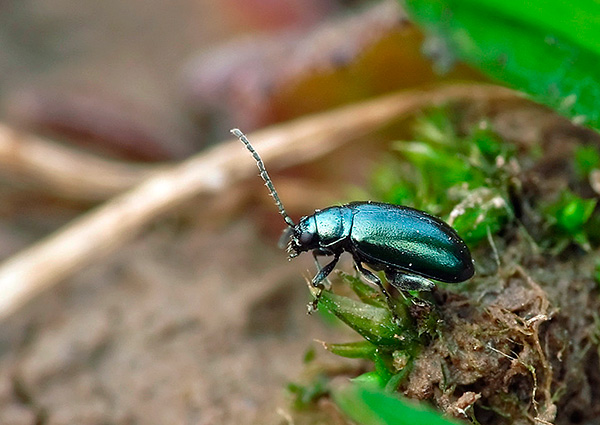 La puce de terre est un ravageur des plantes agricoles.