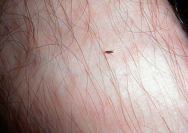 Les puces de terre peuvent apparaître même dans les appartements de résidents propres, pénétrant, par exemple, depuis le sous-sol d'une maison.