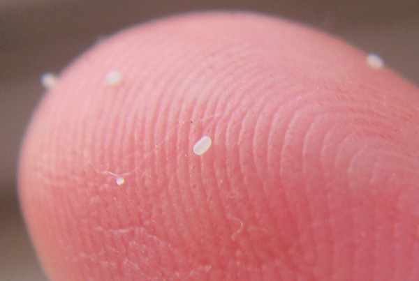 Les œufs de puces peuvent être littéralement dispersés dans tout l'appartement ...