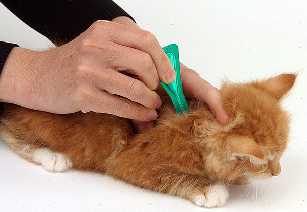 Aujourd'hui, il existe de nombreuses préparations spéciales contre les puces qui vous permettent d'éliminer rapidement les parasites des animaux de compagnie.