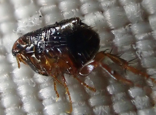 Avec l'aide d'agents insecticides modernes, il est souvent possible de se débarrasser des puces en quelques heures seulement.