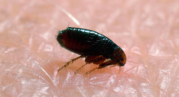 Puce sur la peau humaine au moment de la morsure