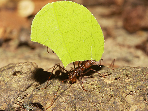 Les fourmis coupeuses de feuilles ramassent les feuilles pour faire pousser des champignons sur la masse broyée.