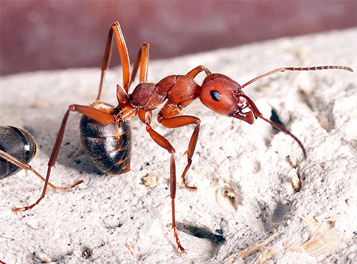 En effet, le DEET affecte les récepteurs olfactifs des insectes.