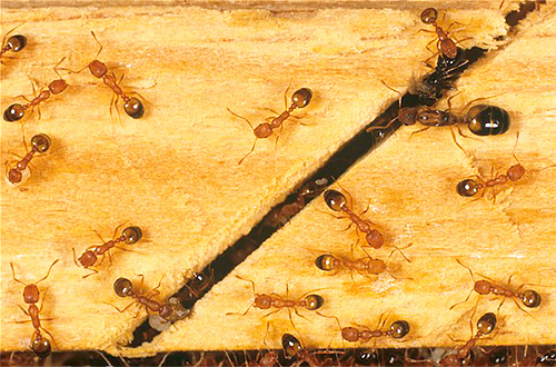 La fourmilière peut être située n'importe où, à la fois dans l'appartement et à l'extérieur.