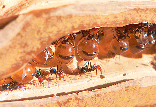 L'abdomen des fourmis à miel est rempli d'un liquide sucré.