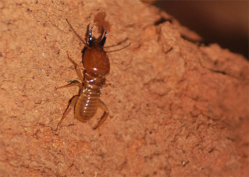 Le termite, bien qu'il ressemble un peu à une fourmi, est plus proche biologiquement des cafards