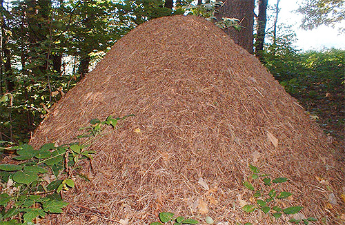 La destruction d'une fourmilière dans un rêve est un mauvais signe