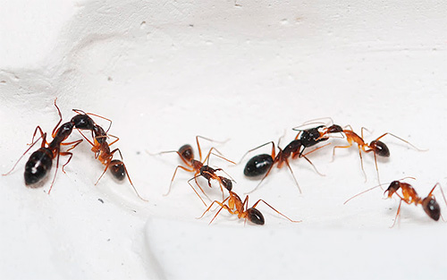 Des crayons et des poussières doivent être utilisés sur les chemins du mouvement possible d'insectes dans l'appartement